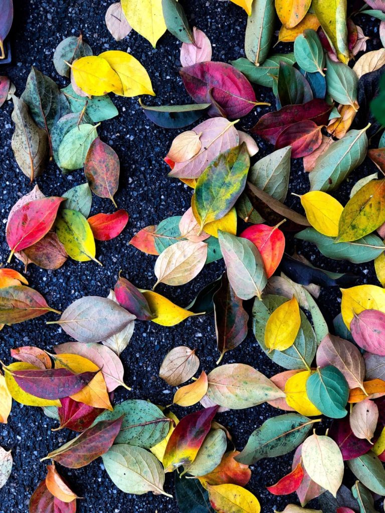 Struggling with colour options? A picture of colourful tree leaves on the floor