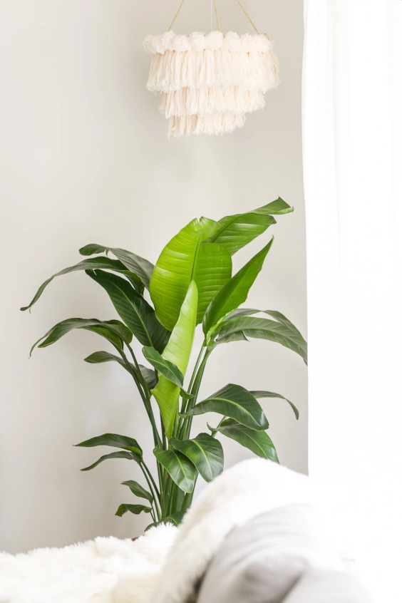 Large green plant in a white room